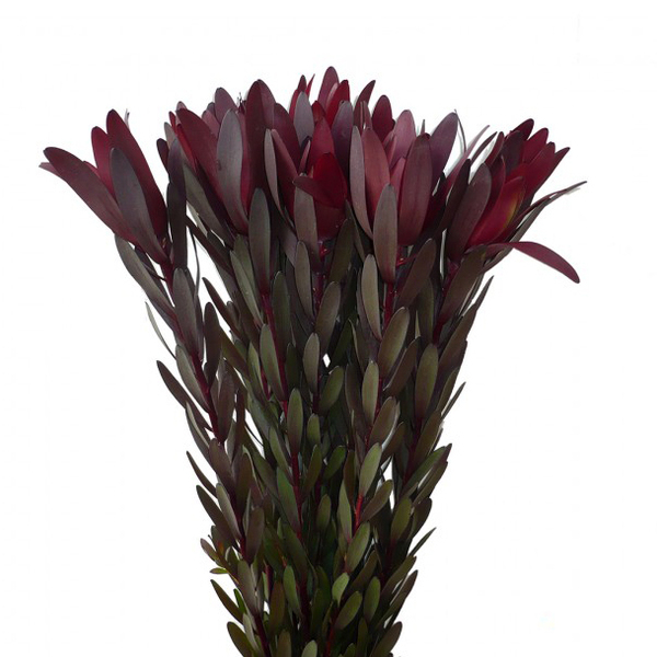 LEUCADENDRO SUNSET 60CM