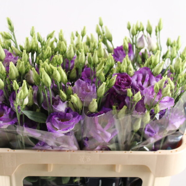 LISIANTH. IMP x10 BLUE FLASH BLANC / LILA 