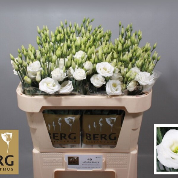 LISIANTHUS IMP. x10 BLANC