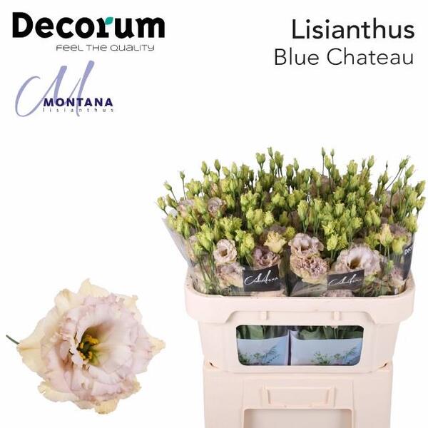 LISIANTHUS IMP. x10 CREMA