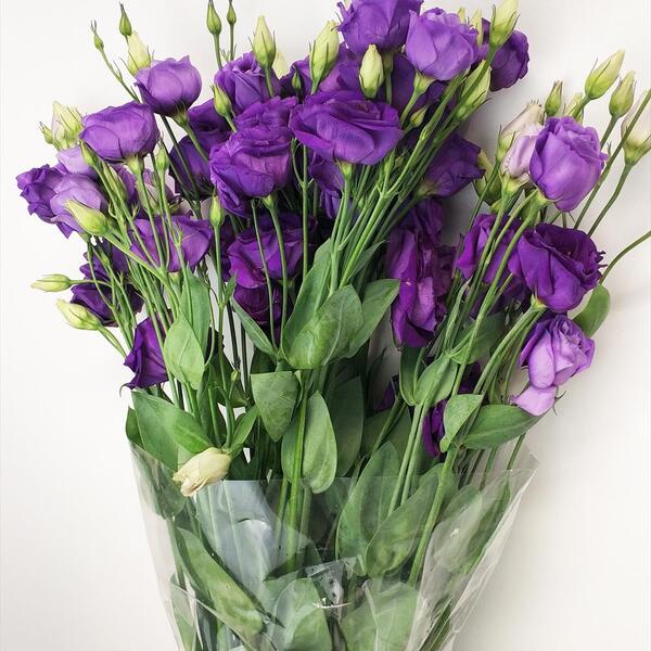 LISIANTHUS NACIONAL LILA