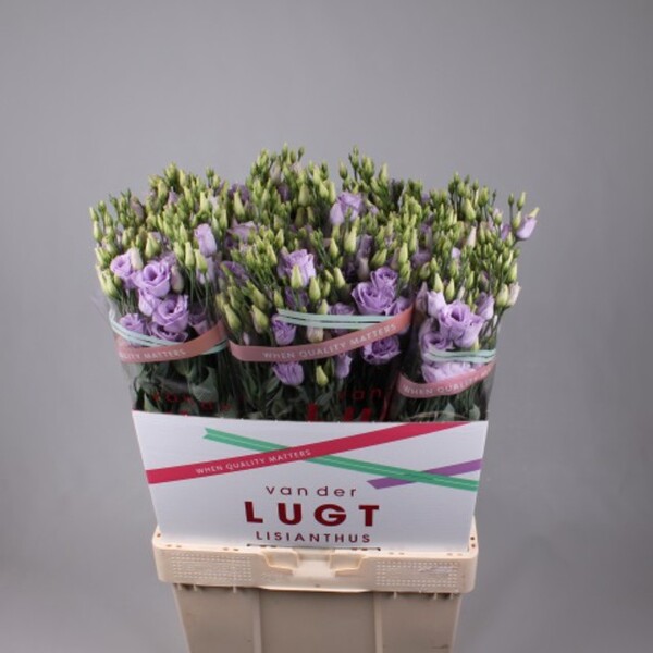 LICIANTHUS LILA CLAR x10