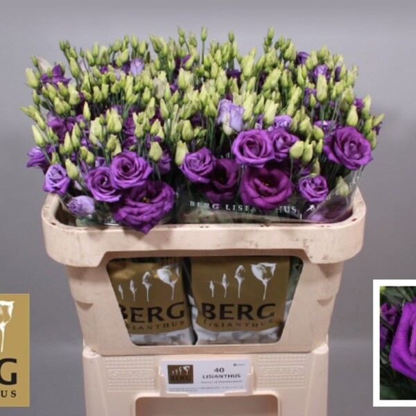 LISIANTHUS IMP. x10 LILA FOSC