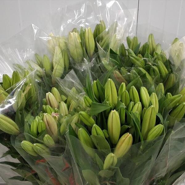 LILIUM 1ª VARIAT -PRIMERES-