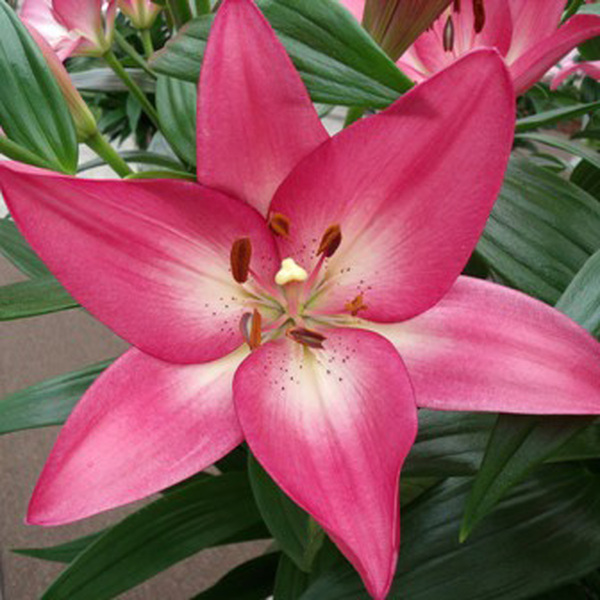 LILIUM FUCSIA