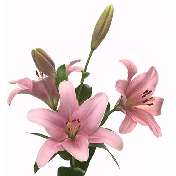 LILIUM ROSA