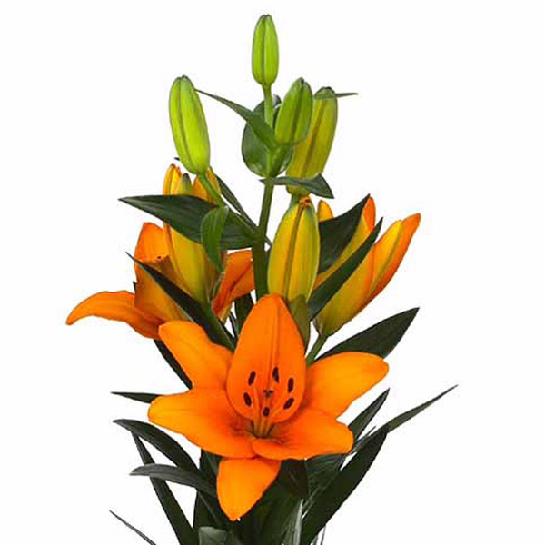 LILIUM TARONJA
