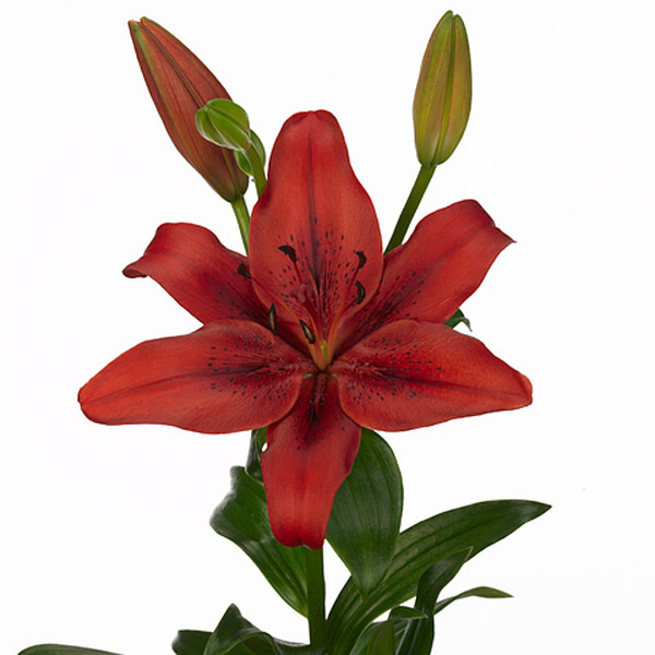 LILIUM VERMELL