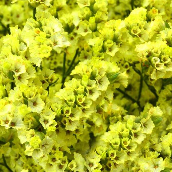 LIMONIUM CHINA X10 TALLS GROC