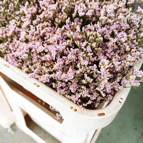 LIMONIUM CHINA CHIP ROSA