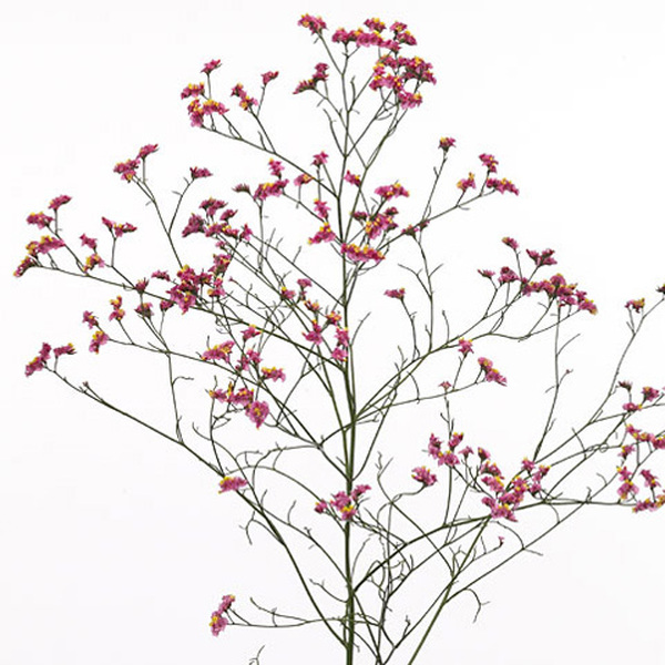 LIMONIUM CHINA RED (FUCSIA)