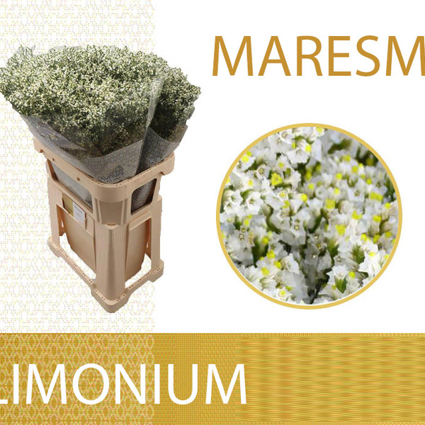 LIMONIUM MARESME CHINA BLANC