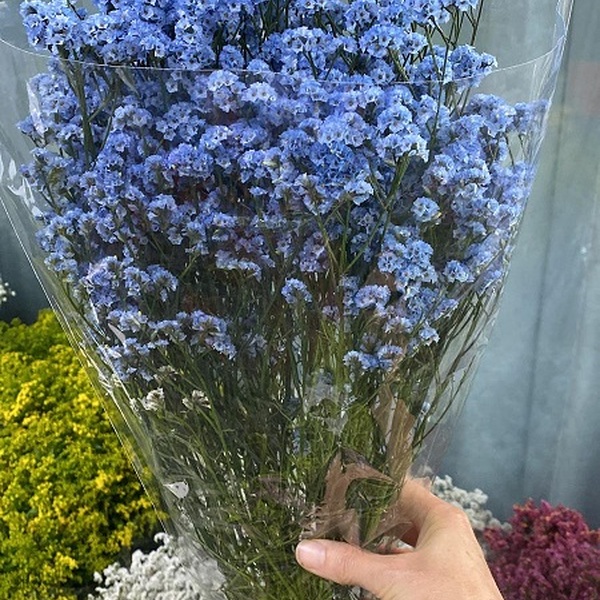 LIMONIUM MARESME CHINA BLAU