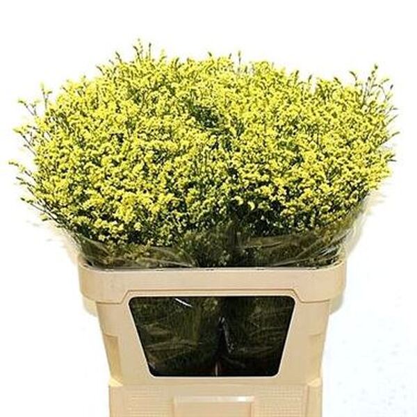 LIMONIUM MARESME CHINA GROC
