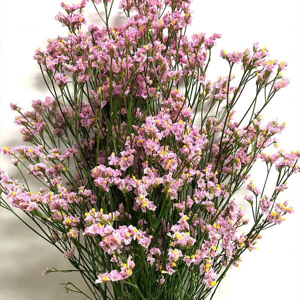 LIMONIUM MARESME CHINA ROSA