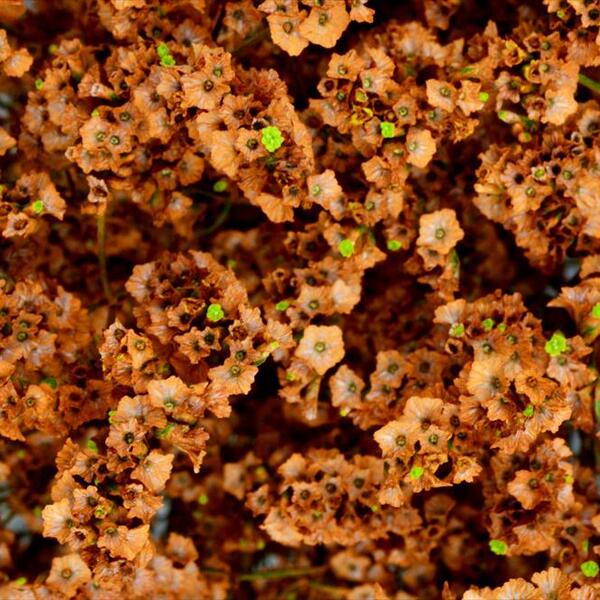 LIMONIUM MARESME CHINA TARONJA