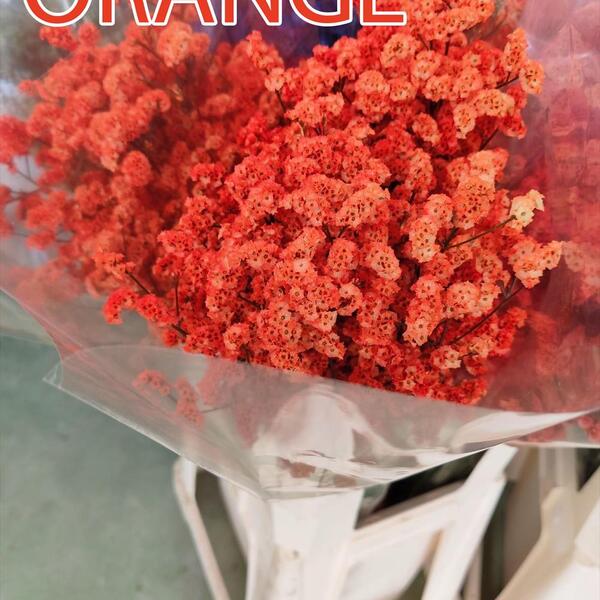 LIMONIUM CHINA TENYIT TARONJA