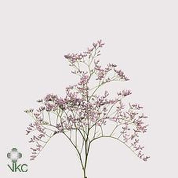 LIMONIUM EMILLE ROSA