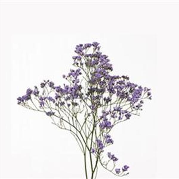 LIMONIUM MAINE BLUE 80CM