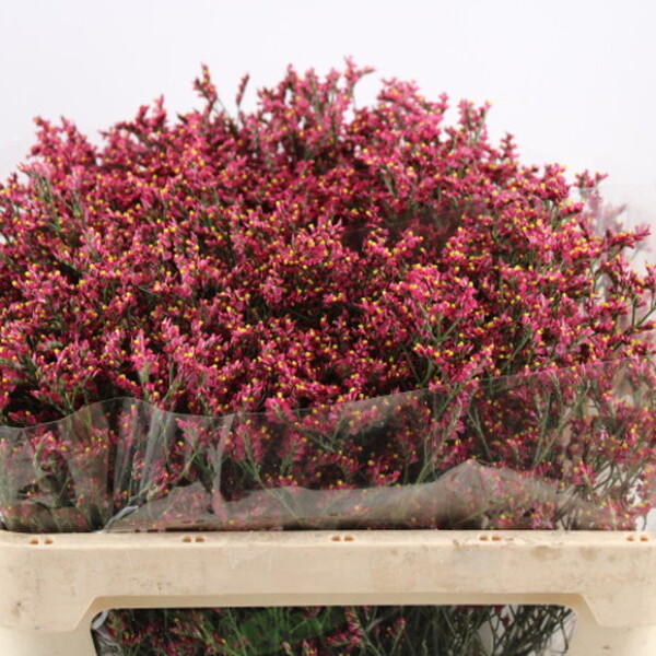 LIMONIUM MARESME CHINA VERMELL