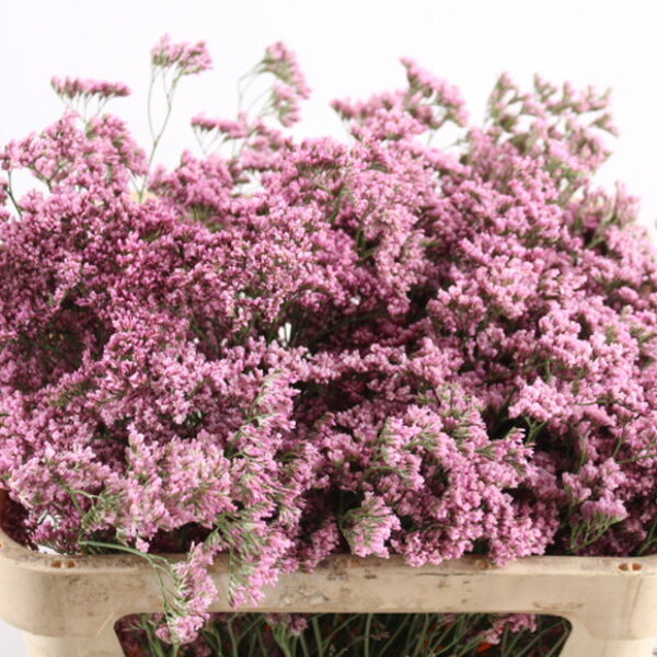 LIMONIUM MR SILVER PINK 60CM
