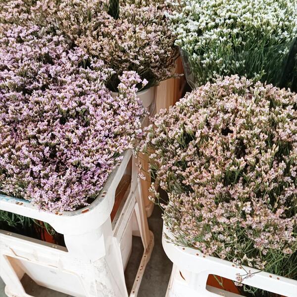 LIMONIUM CHINA TENYIT