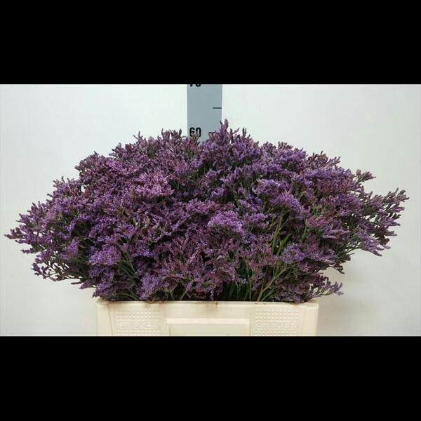 LIMONIUM *PIUMA D BLUE* 80CM