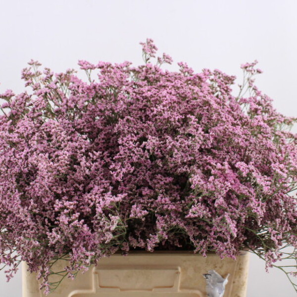 LIMONIUM ROSA