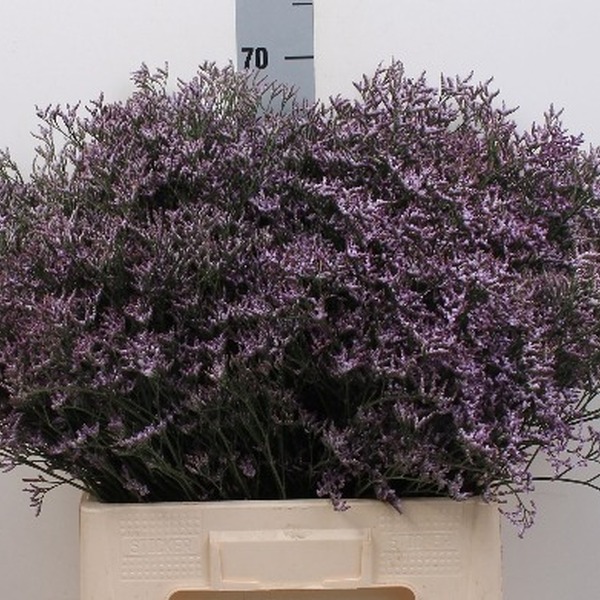 LIMONIUM SAFORA LILAC 70CM