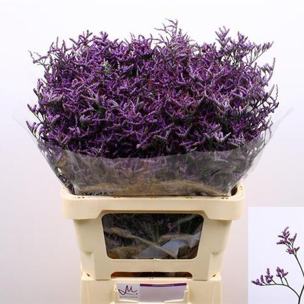 LIMONIUM SAFORA DARK BLUE 60CM