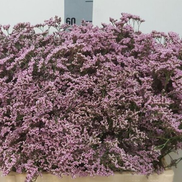 LIMONIUM SAF ROSY PINK 70CM