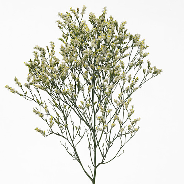 LIMONIUM *SIN SEN PIÑA COLADA*