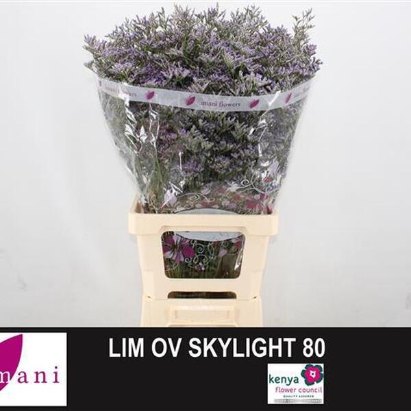 LIMONIUM SKYLIGHT 80CM