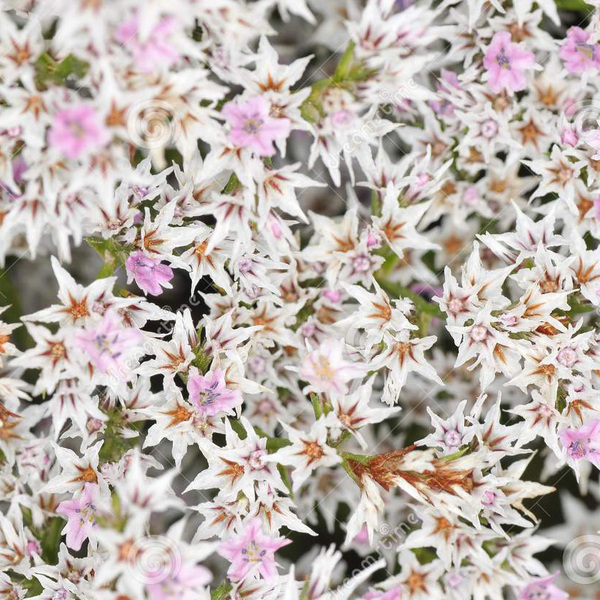 LIMONIUM TATARICUM 30CM