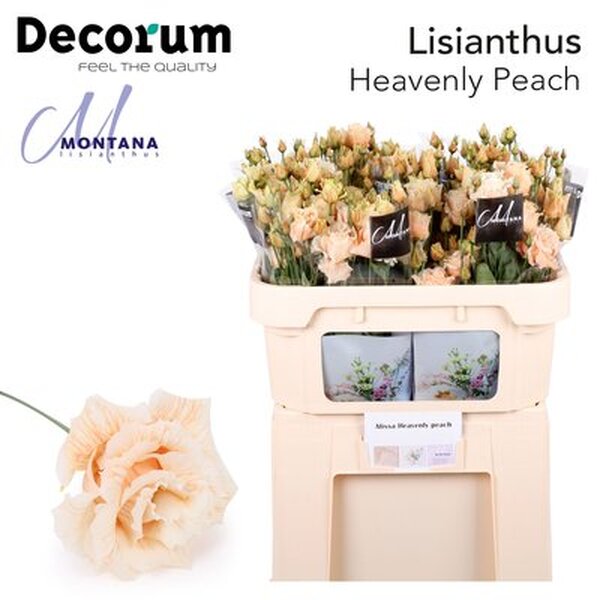 LISIANTHUS IMP. x10 PINTAT *HEAVENLY PEACH*