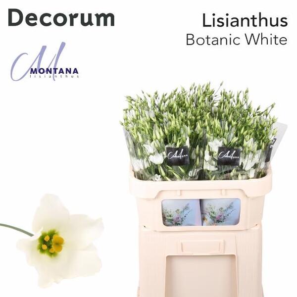 LISIANTHUS IMP. x10 *BOTANIC WHITE* silvestre