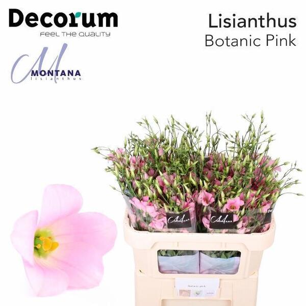 LISIANTHUS IMP. x10 *BOTANIC PINK*
