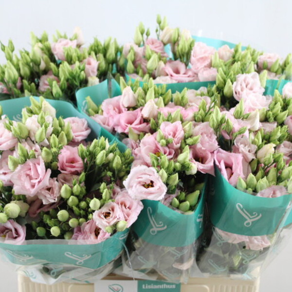 LISIANTHUS IMP. 65CM x10 ROSA BEBE