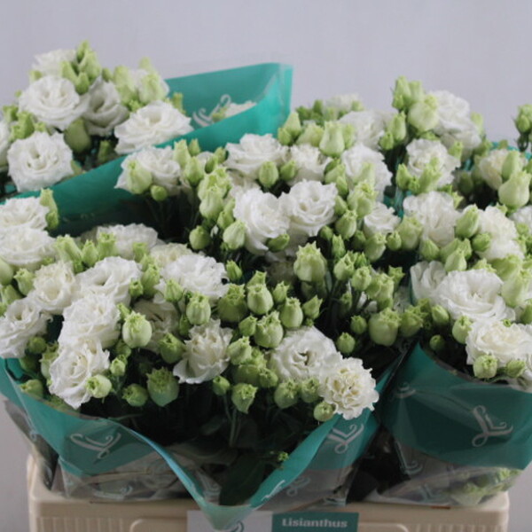 LISIANTHUS IMP. 65CM x10 BICOLOR BLANC BLANC