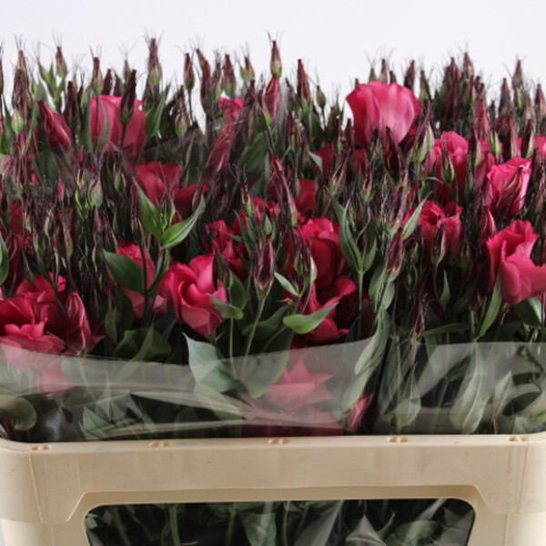 LISIANTHUS IMP. x10 ADOM