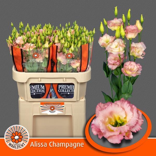 LISIANTHUS IMP. x10 ALISSA CHAMPAGNE