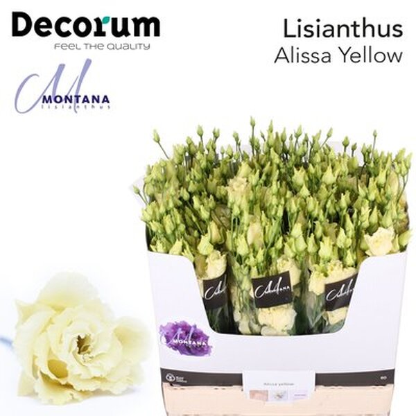 LISIANTHUS IMP. x10 ROSA ALISSA YELLOW