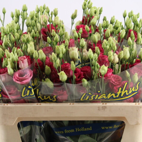 LISIANTHUS IMP. x10 AROSA RED