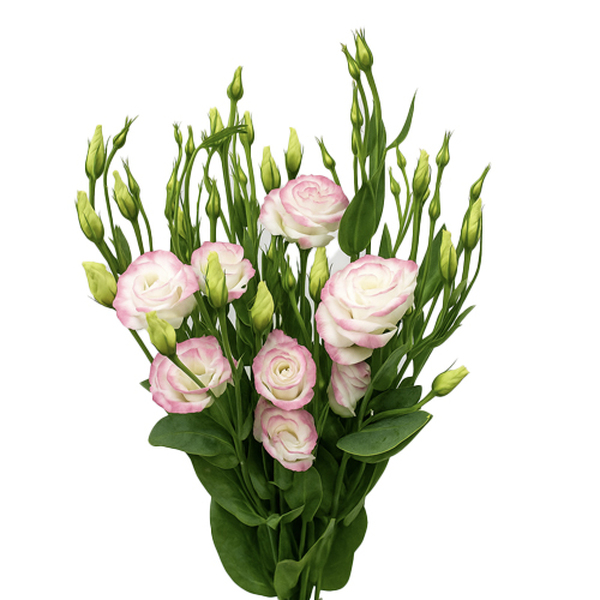 LISIANTHUS NACIONAL BICOLOR BLANC / ROSA