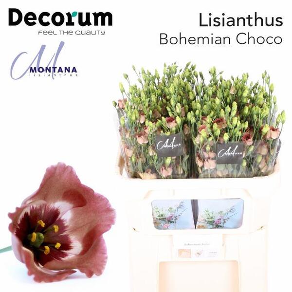 LISIANTHUS IMP. x10 *BOHEMIAN CHOCO*