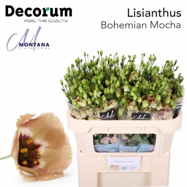 LISIANTHUS IMP. x10 *BOHEMIAN MOCHA*