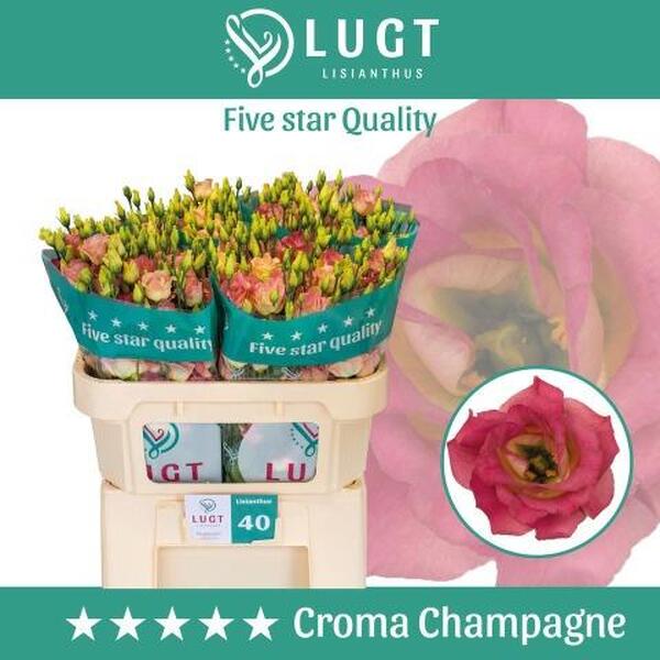 LISIANTHUS IMP. x10 CROMA CHAMPAGNE