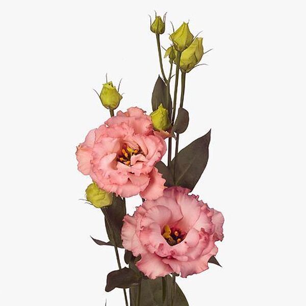 LISIANTHUS IMP. x10 COREL APRICOT