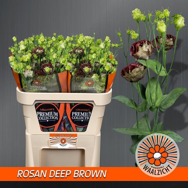 LISIANTHUS IMP. x10 DEEP BROWN