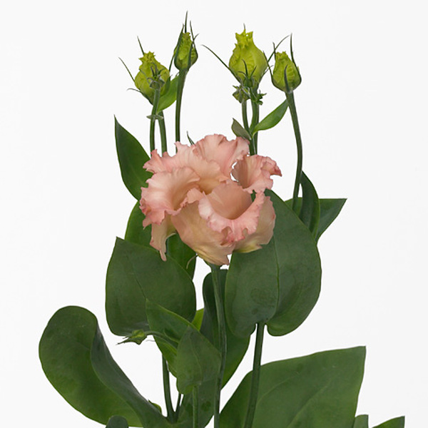 LISIANTHUS IMP. x10 *FALDA SALMON*
